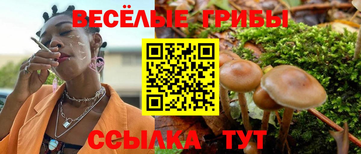 Дивногорск  Псилоцибиновые грибы Psilocybe  Вход с VPN  Псилоцибиновые грибы прущие грибы 